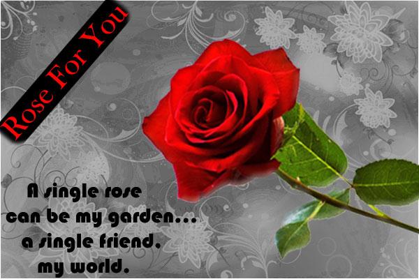 A Single Roz My Garden 