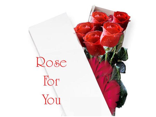 Rose for you